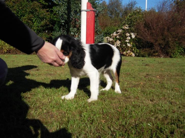 Cavalier king charles spaniel Louis TIL SALG billede 2