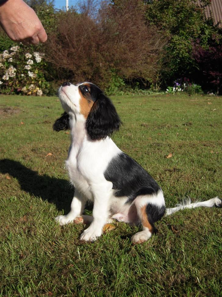 Cavalier king charles spaniel Louis TIL SALG billede 3