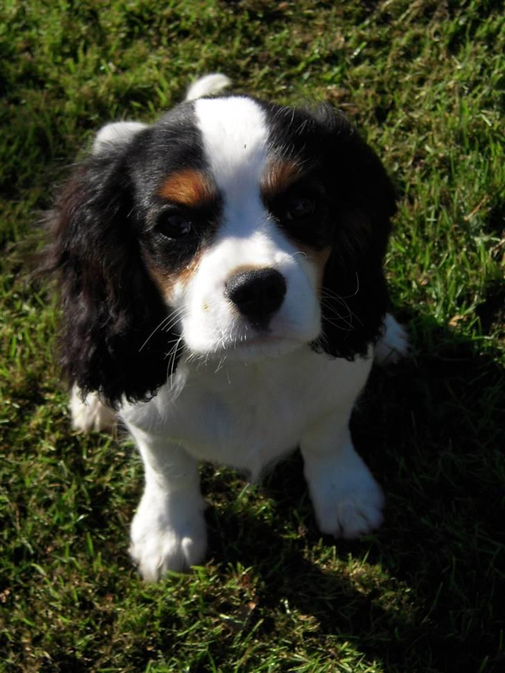 Cavalier king charles spaniel Louis TIL SALG billede 4