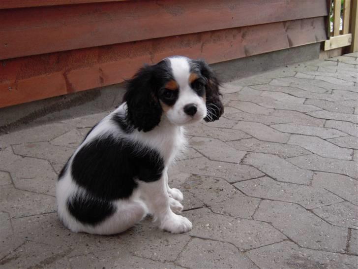 Cavalier king charles spaniel Louis TIL SALG billede 5