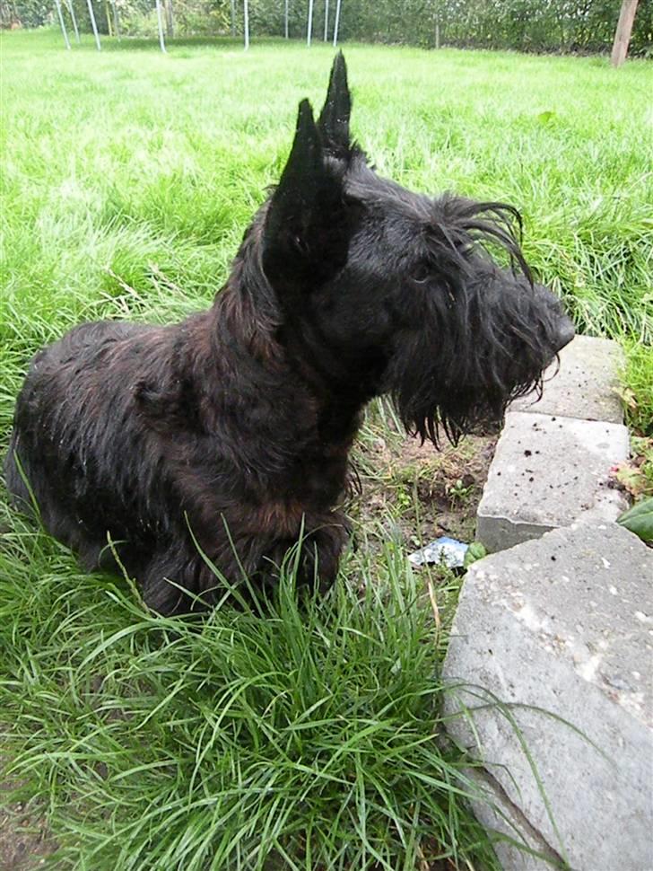 Skotsk terrier Best of scotties Cille <3 - Cille knap 1 år gl. billede 5