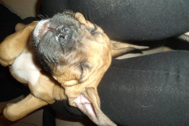 Blanding af racer KARLO billede 9