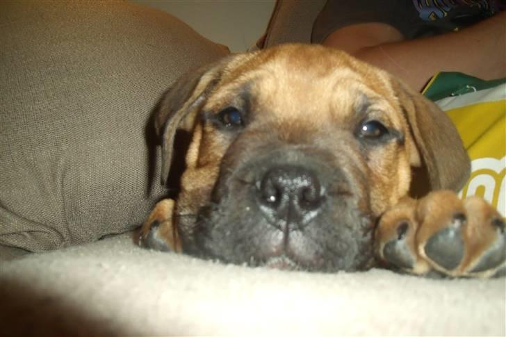 Blanding af racer KARLO billede 10