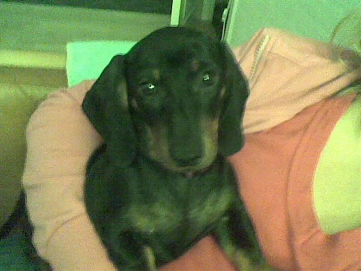 Gravhund Pepsi  - en af de første dage i mit nye hjem billede 1