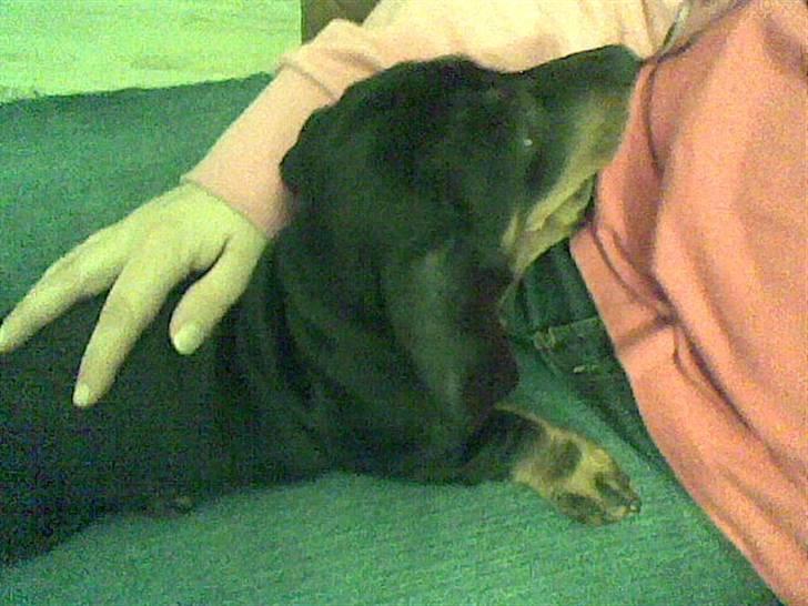 Gravhund Pepsi  - snakker du til mig billede 2