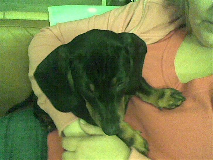 Gravhund Pepsi  - mmmh ligger godt her  billede 3