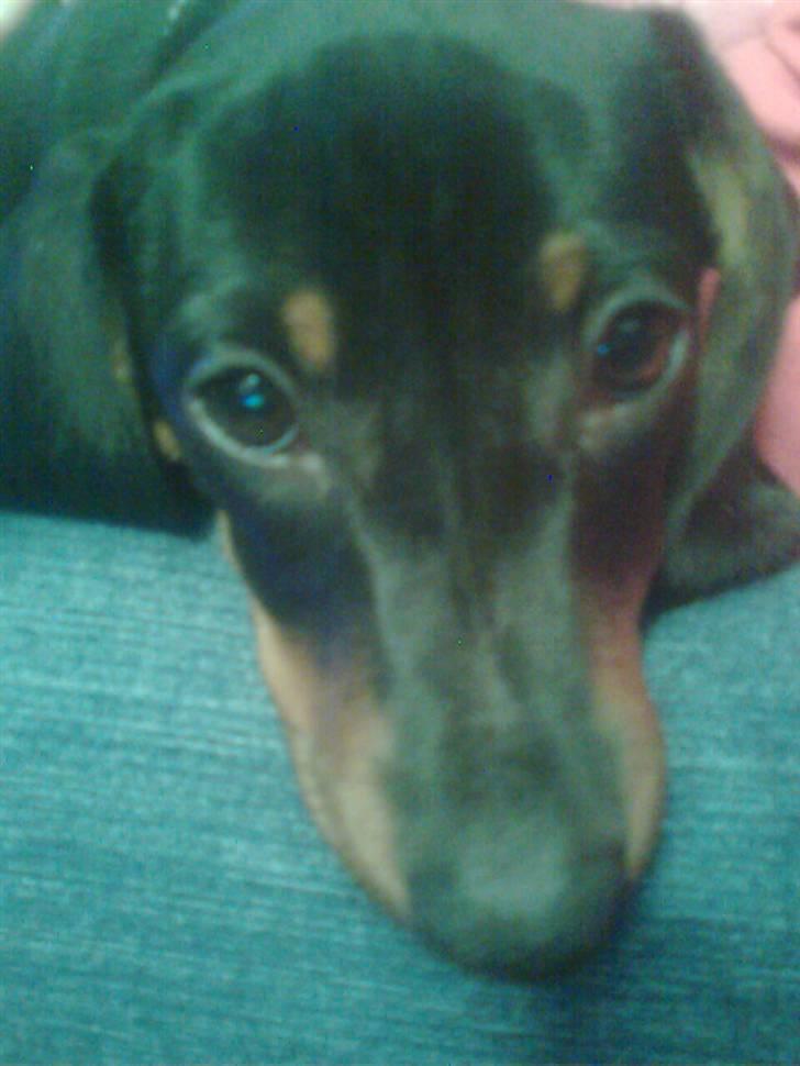 Gravhund Pepsi  - jeg sover ikke billede 4