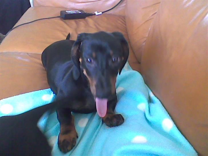 Gravhund Pepsi  - er jeg ikke bare fræk  billede 5