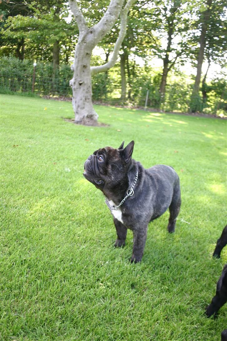 Fransk bulldog Fanto    R.I.P. billede 11