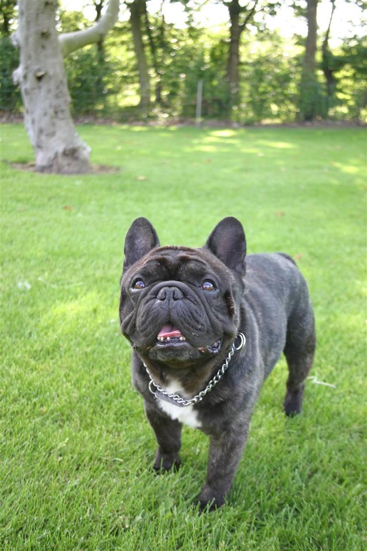 Fransk bulldog Fanto    R.I.P. billede 12