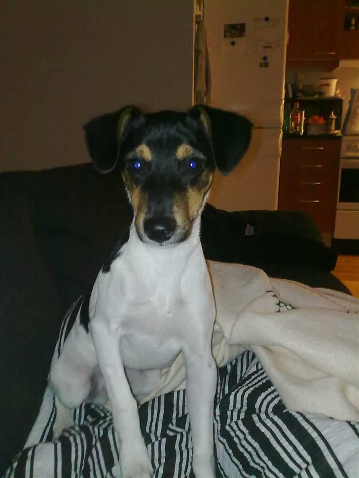 Dansk svensk gaardhund Baloo billede 10