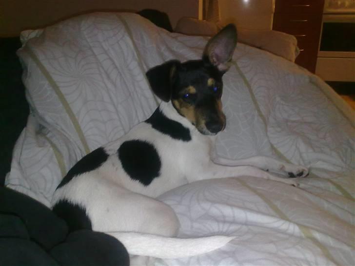 Dansk svensk gaardhund Baloo billede 11