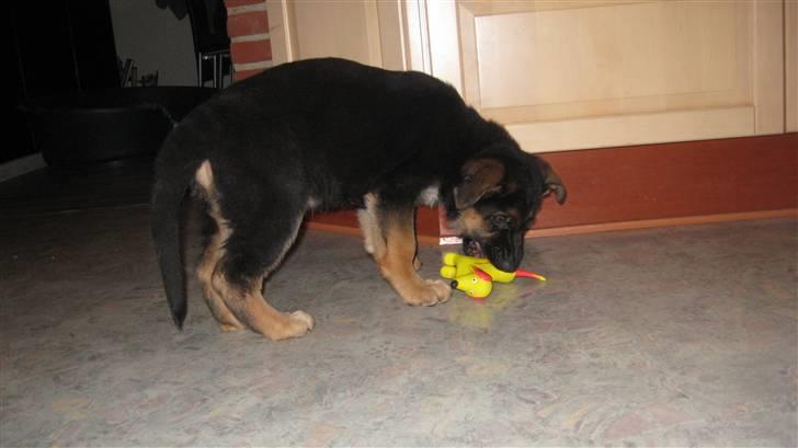 Schæferhund Alderslyst Cello (Cody) billede 2