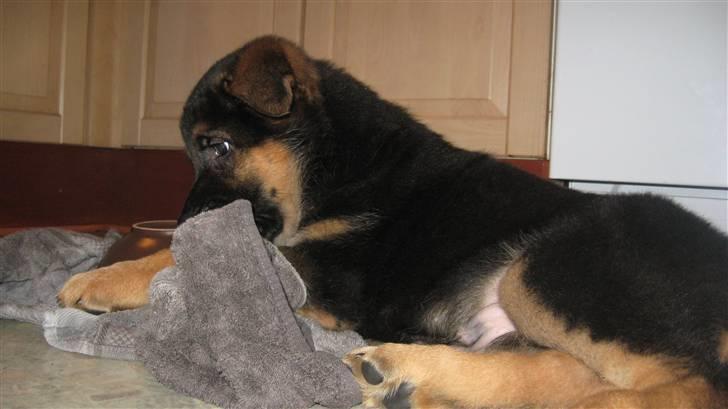 Schæferhund Alderslyst Cello (Cody) billede 4