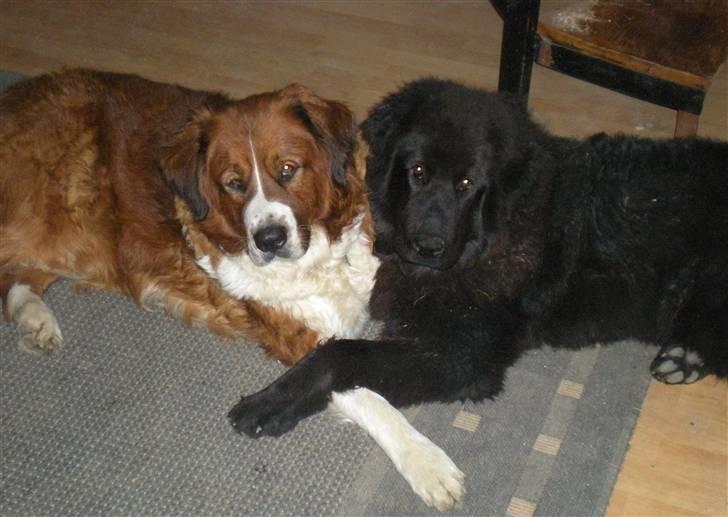 Newfoundlænder Nelly billede 7