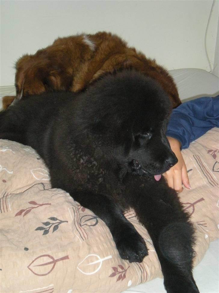 Newfoundlænder Nelly billede 8