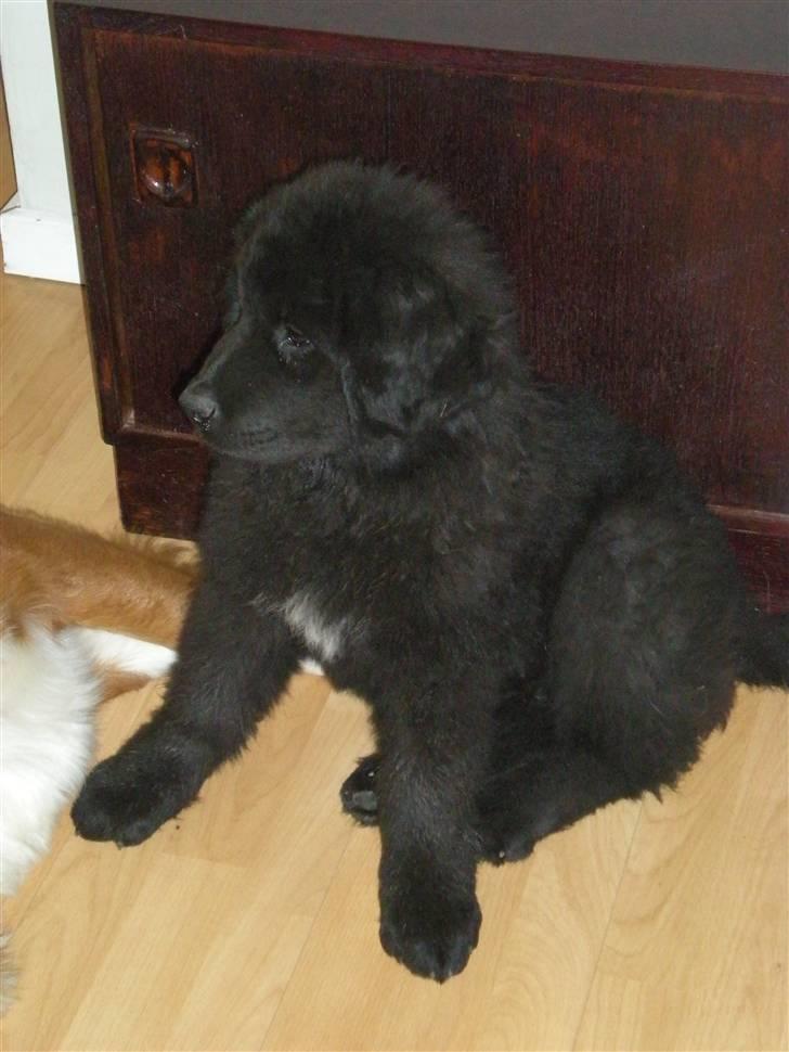 Newfoundlænder Nelly billede 9