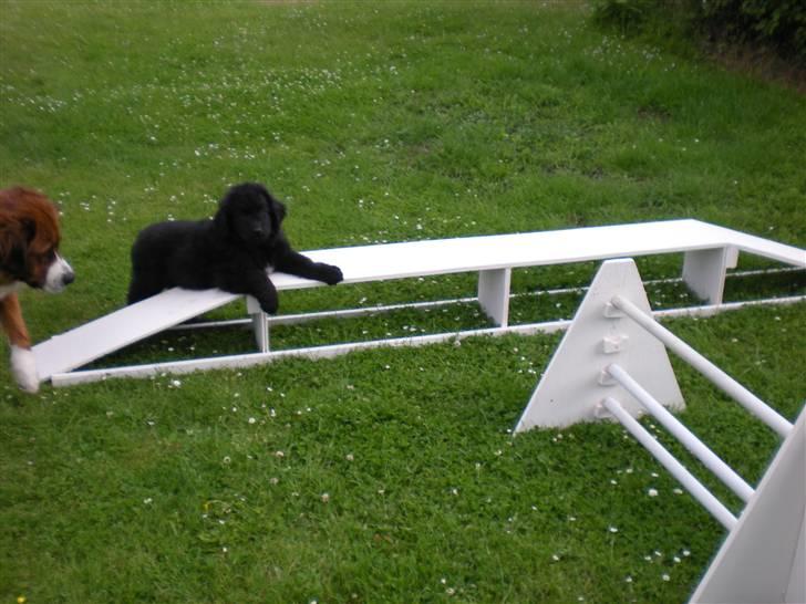 Newfoundlænder Nelly billede 10