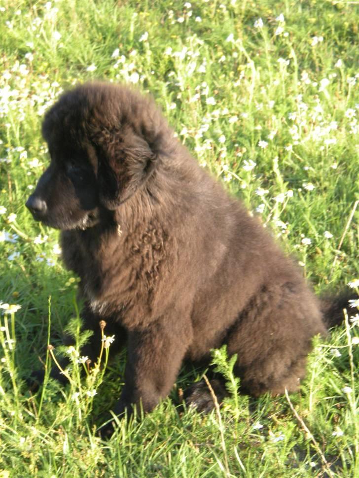 Newfoundlænder Nelly billede 12