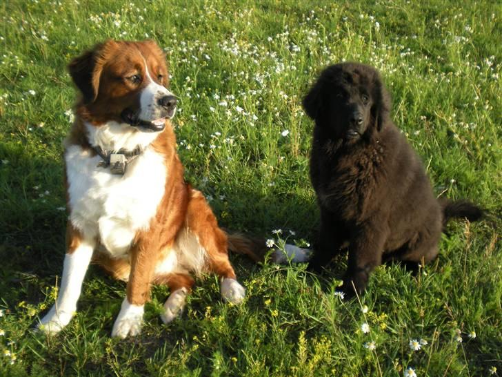 Newfoundlænder Nelly billede 13