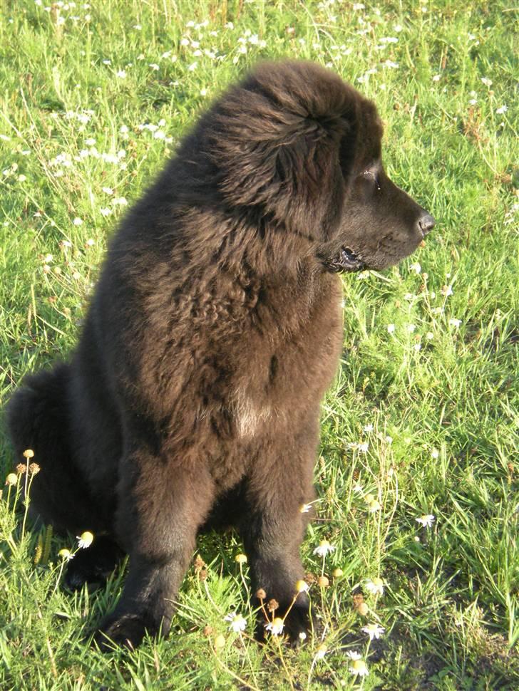 Newfoundlænder Nelly billede 14