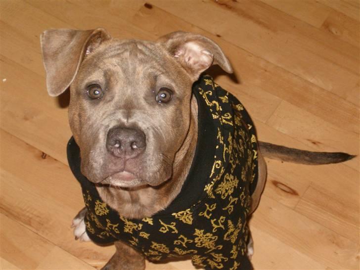 Amerikansk staffordshire terrier Raja billede 6