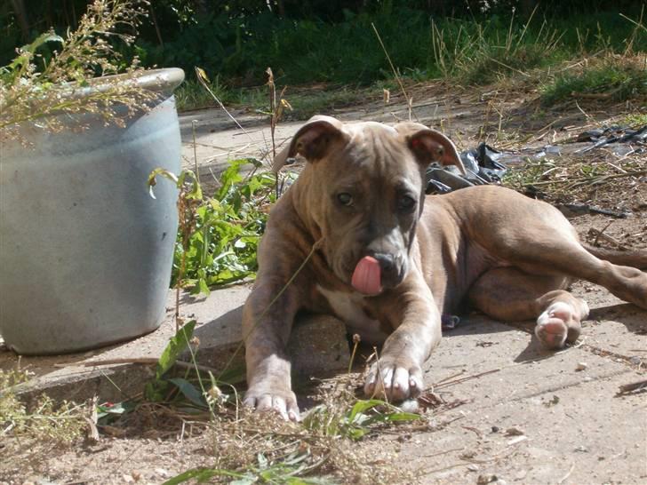 Amerikansk staffordshire terrier Raja billede 7