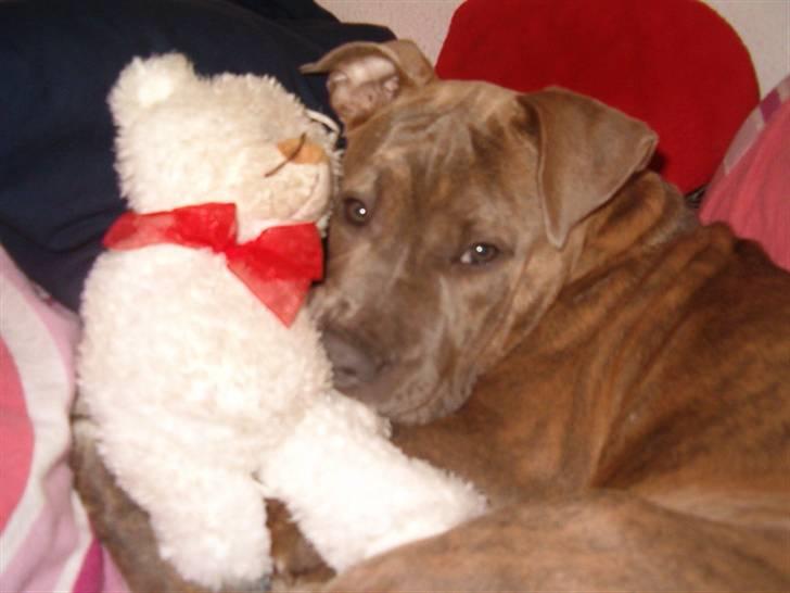 Amerikansk staffordshire terrier Raja billede 8