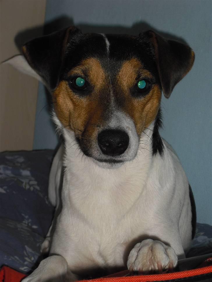 Dansk svensk gaardhund Jack russell Cookie - nyt :D billede 10