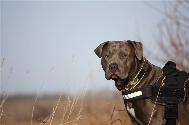 Amerikansk staffordshire terrier Maggie billede 16