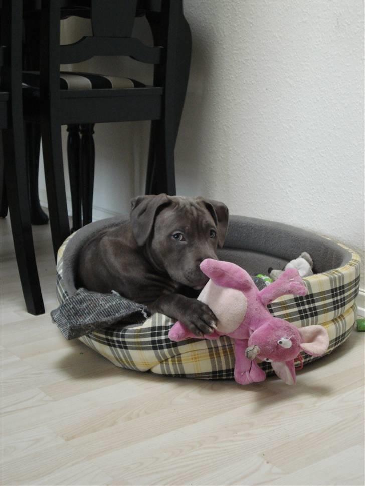 Amerikansk staffordshire terrier Maggie - Spar dig, det er MIN :) billede 5