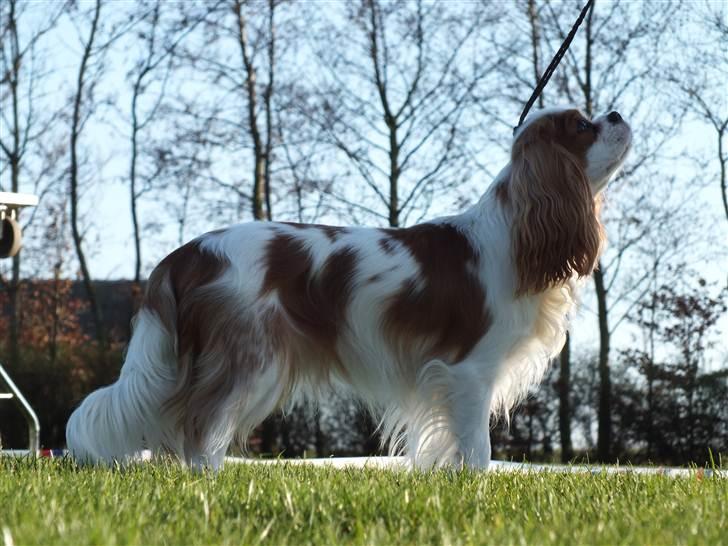 Cavalier king charles spaniel Thyholms Bella Perla  - Perla - Perla april 2011 - foto af Matilde Cnator billede 1