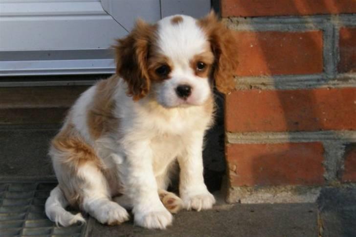 Cavalier king charles spaniel Thyholms Bella Perla  - Perla - Perla 8 uger billede 2