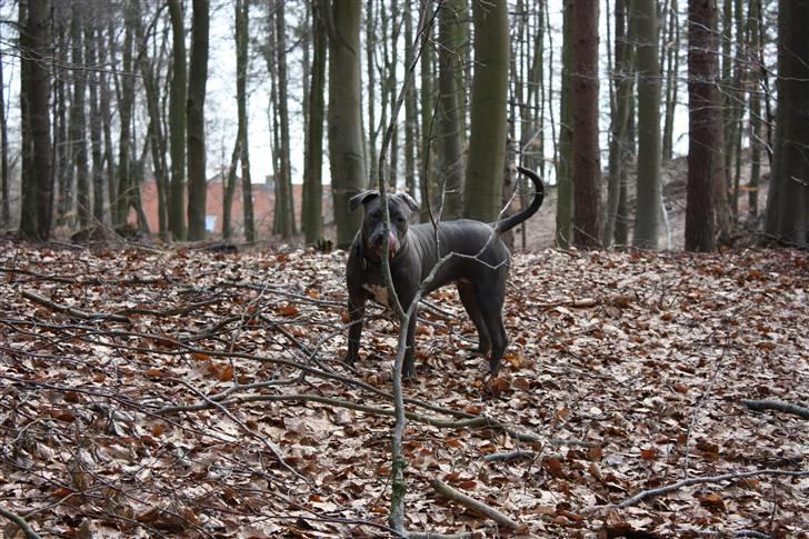 Amerikansk staffordshire terrier Maggie - <33 billede 7