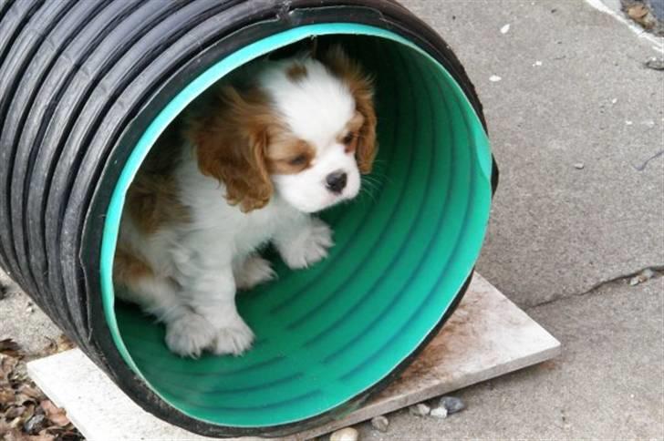 Cavalier king charles spaniel Thyholms Bella Perla  - Perla - Perla 8 uger billede 3