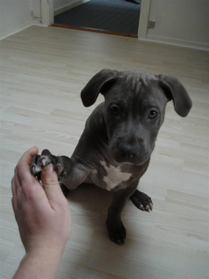 Amerikansk staffordshire terrier Maggie - High Five !  billede 8