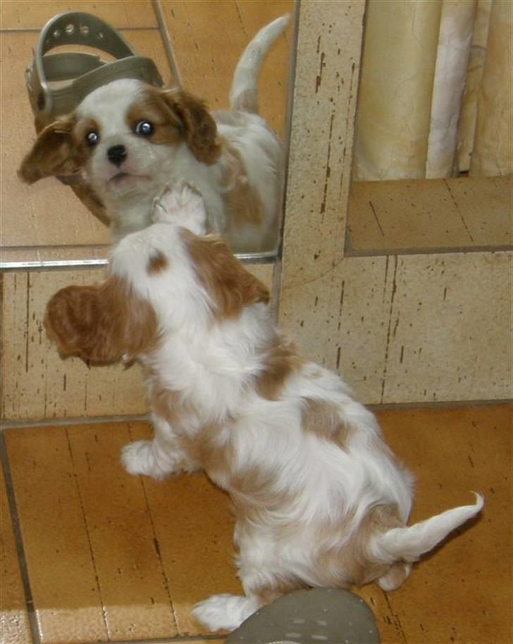 Cavalier king charles spaniel Thyholms Bella Perla  - Perla - Perla 6½ uge billede 4
