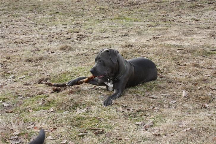 Amerikansk staffordshire terrier Maggie billede 6