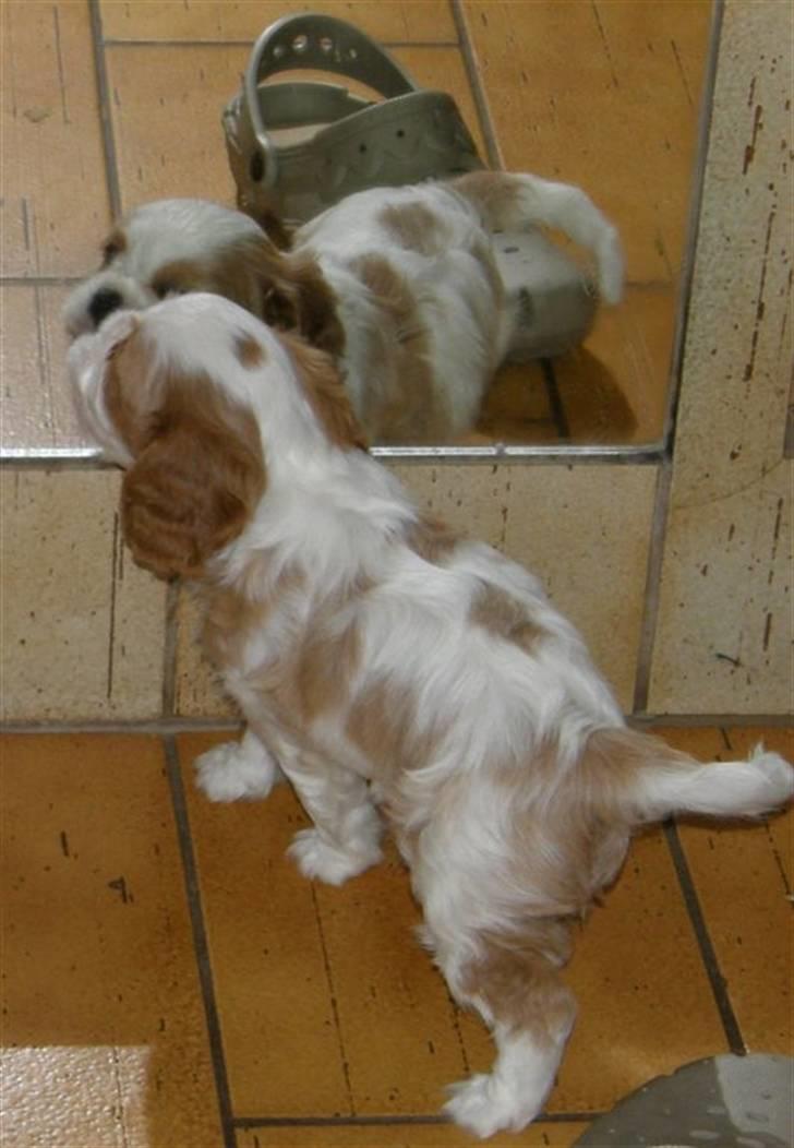 Cavalier king charles spaniel Thyholms Bella Perla  - Perla - Perla 6½ uge billede 5