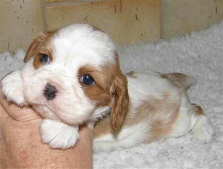 Cavalier king charles spaniel Thyholms Bella Perla  - Perla - Perla 4 uger billede 6