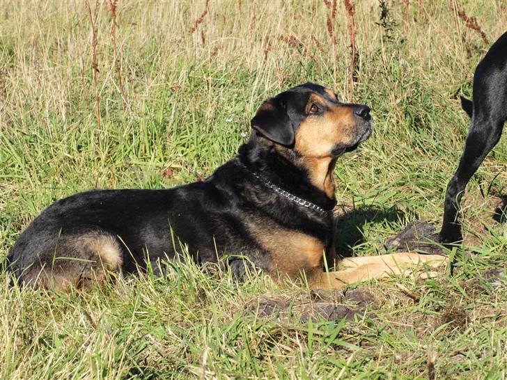 Blanding af racer Mulle billede 14