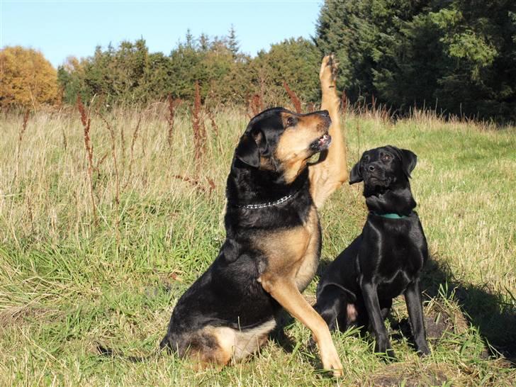 Blanding af racer Mulle billede 15