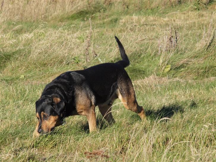 Blanding af racer Mulle billede 16