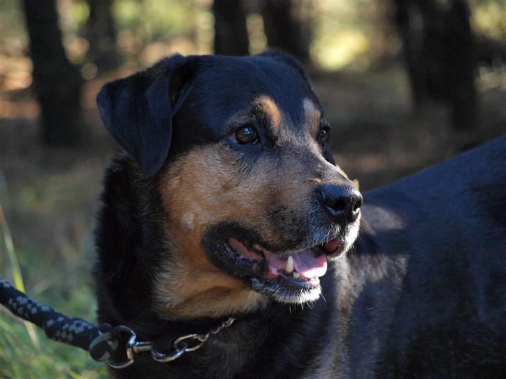 Blanding af racer Mulle billede 17