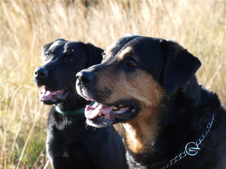 Blanding af racer Mulle billede 18