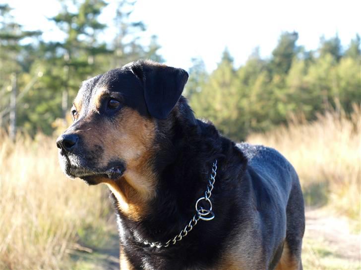 Blanding af racer Mulle billede 19