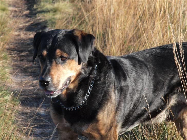 Blanding af racer Mulle billede 20