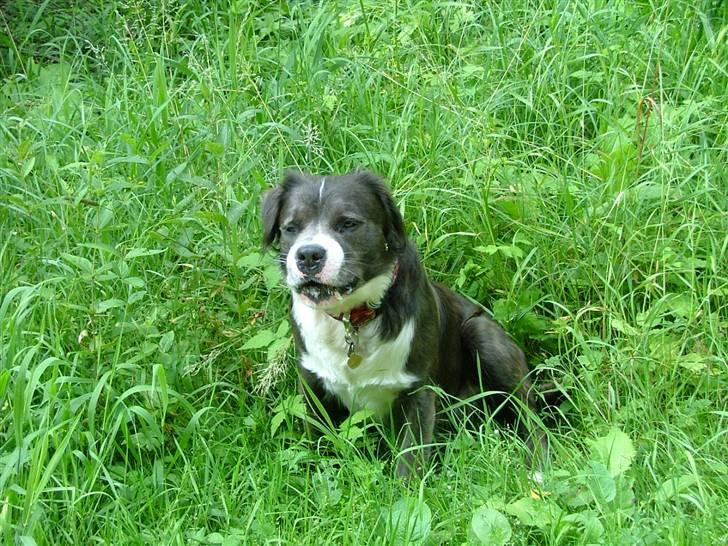 Blanding af racer Isam billede 2