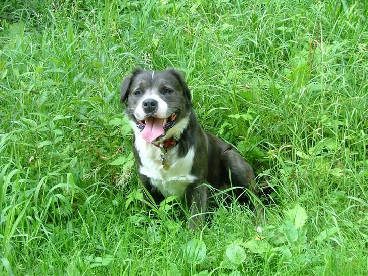 Blanding af racer Isam billede 3