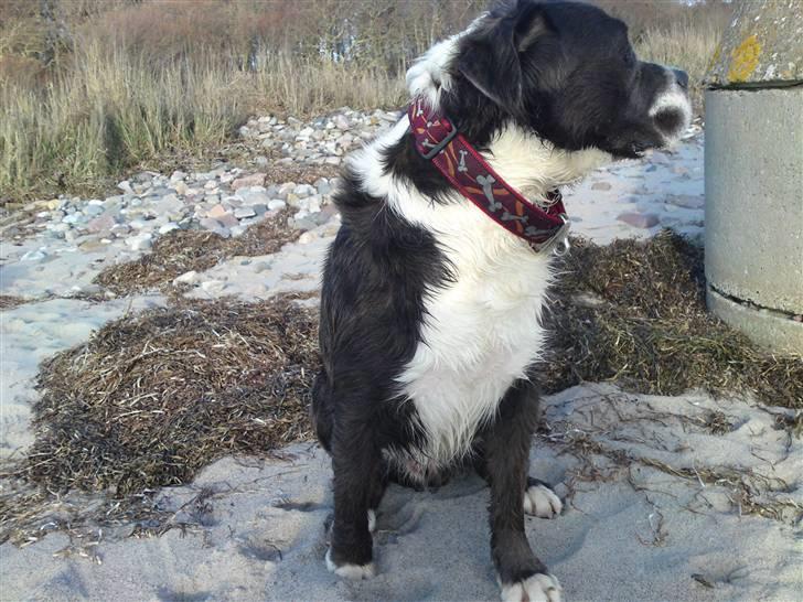 Blanding af racer Isam billede 5